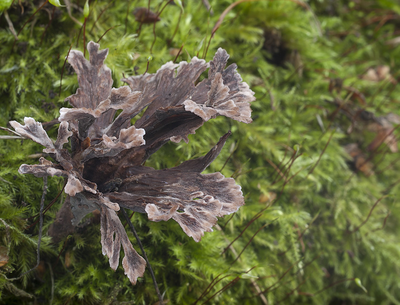 Thelephora caryophyllea